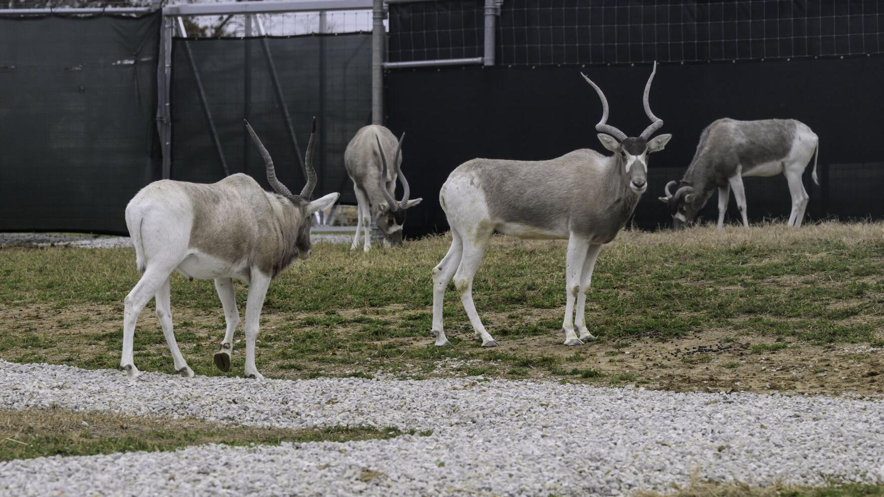 Animals start to move into St. Louis Zoo’s WildCare Park, which will open in 2027